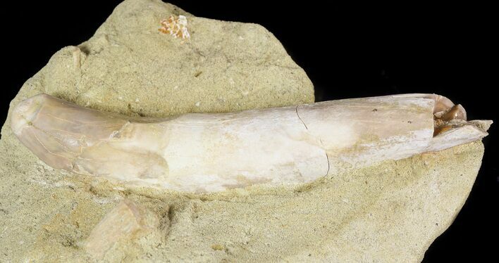 Rooted Fossil Sea Lion (Allodesmus) Tooth - Bakersfield, CA #46486